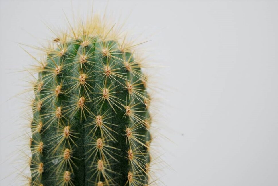 podloze do kaktusow